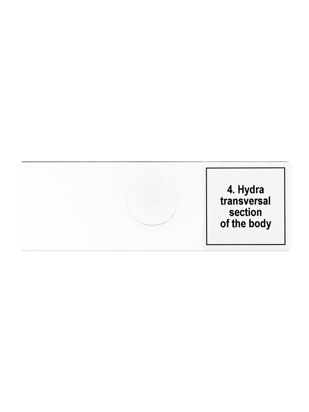 Набор микропрепаратов Levenhuk Discovery Prof DPS 5. «Жизнь в капле воды»