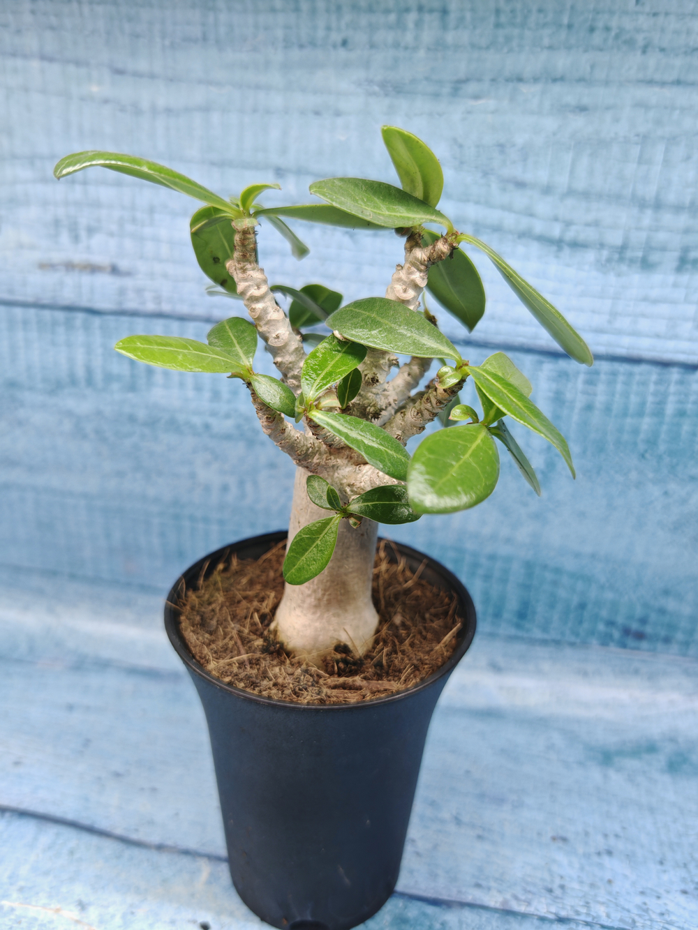 Adenium Baobab (Адениум)