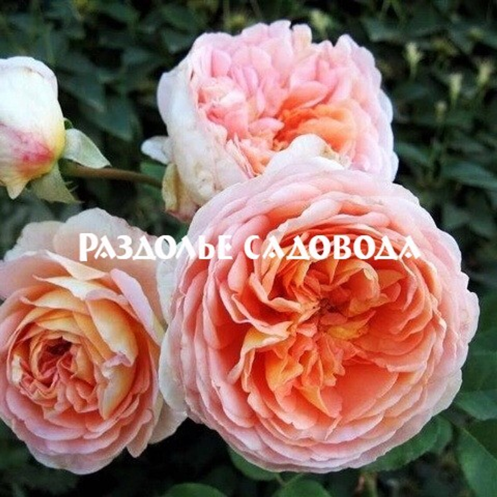 Английская роза шраб (кустарниковая) Абрахам Дерби