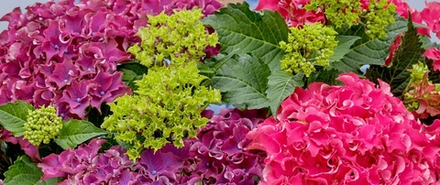 Surfing Safari mix (Сёрфинг Сафари mix) НОВИНКА!