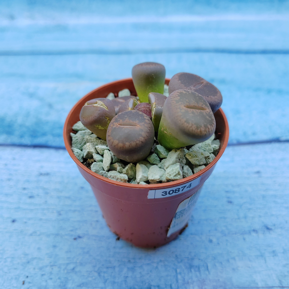 Lithops sp. (Литопсы)
