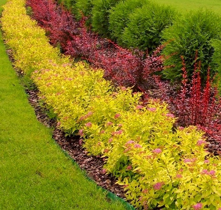 Спирея японская Golden Princess