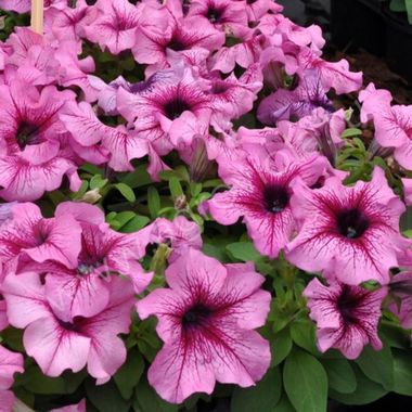 S60147 Петуния кустовая Grandiflora Limbo GP ORCHID VEINED 1000 шт.