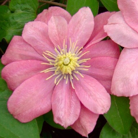 Клематис Литтл Мермэйд