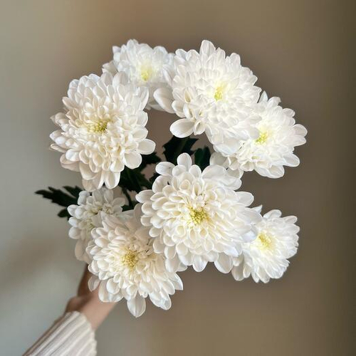 Купить Хризантемы кустовые Altaj