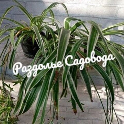 Хлорофитум хохлатый Вариегата