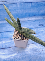 Sansevieria Cylindrica (Сансевиерия)