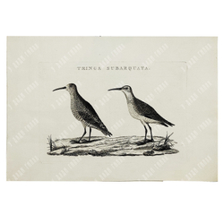 Зепп Ян. Птица кулик (самец и самка). Tringa Subarquata. Гравюра на меди. Амстердам, 1829 г.