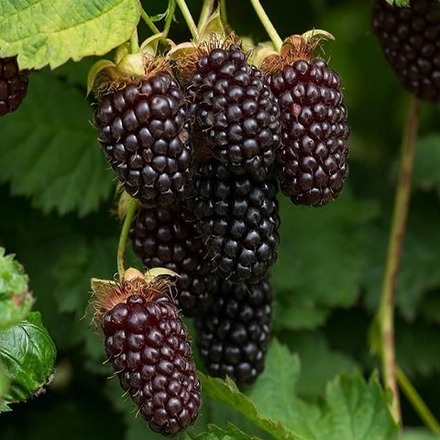 Ежемалина Бойсенберри