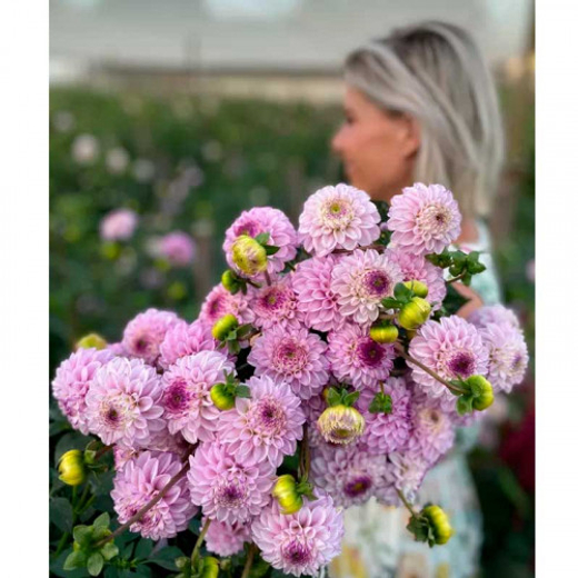 Георгин Genova (корень) Закупка М55 апрель 2026