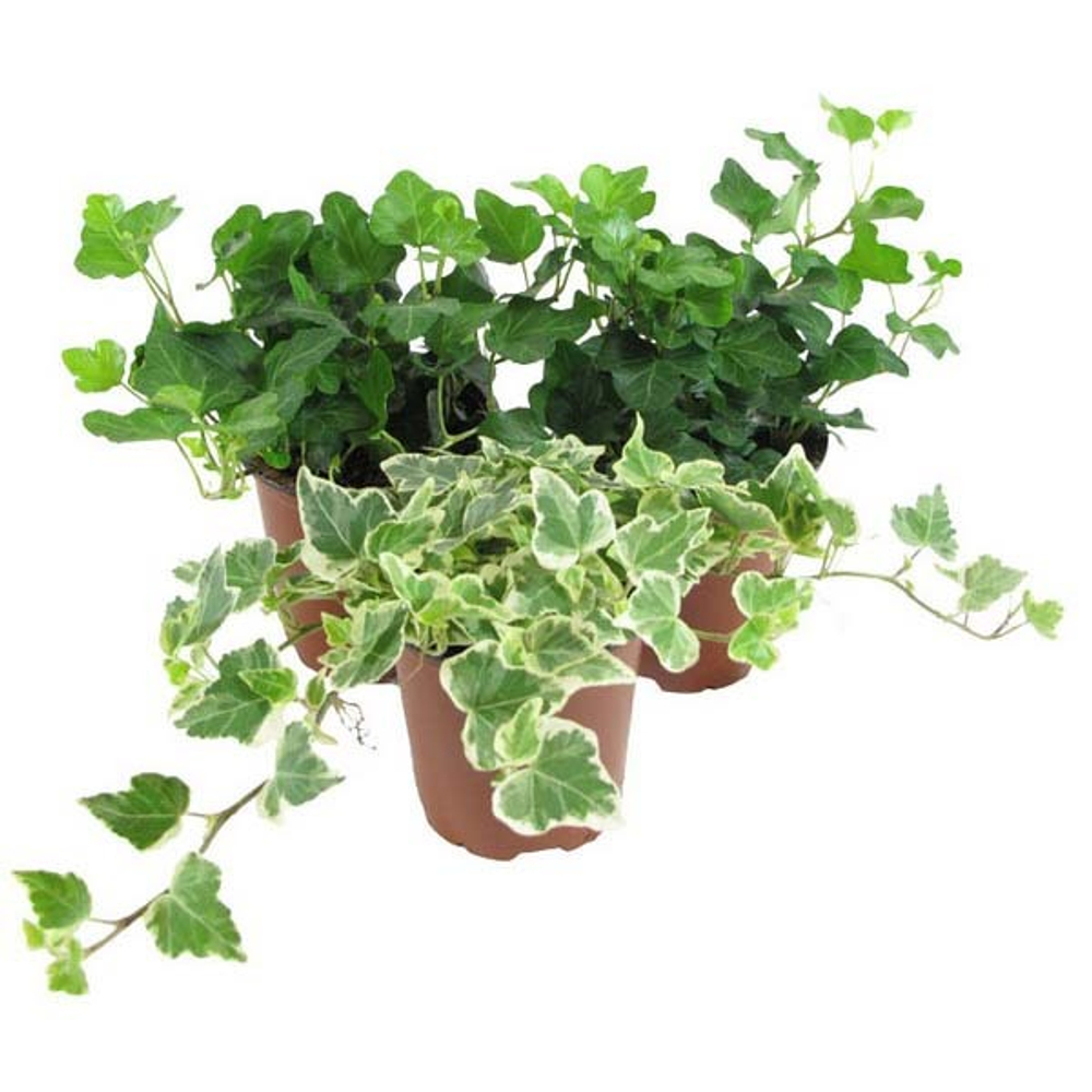 Хедера (плющ) фото №1 в наличие