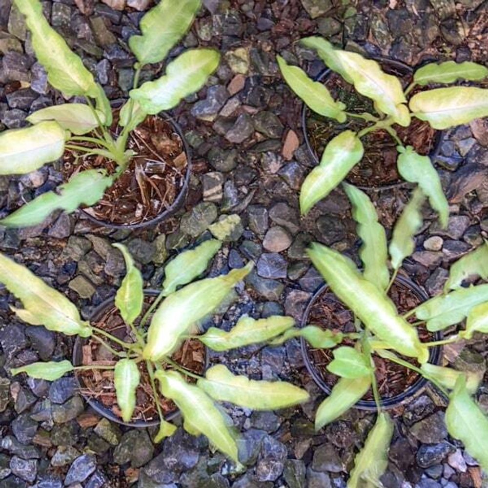 Сингониум RIBBON LEMON