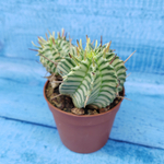 Euphorbia meloformis f. Variegated (Эуфорбия вариегатная)