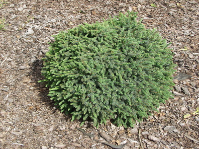 Ель picea glauca Echiniformis