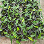 Монстера BURLE MARX FLAME small