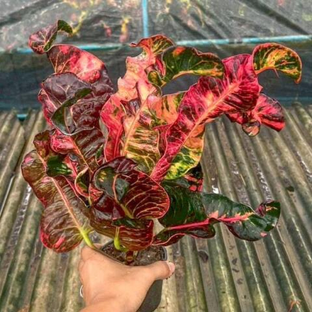 Кротон MONRATRI