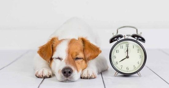 Время по-собачьи