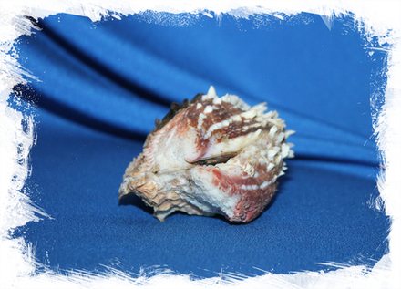 Хама Дункери (Chama dunkeri)