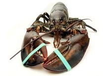 Лобстер (омар) Атлантич. ЖИВОЙ~700г Лобстер (омар) Атлантич. ЖИВОЙ~700г