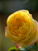 Роза плетистая Банзай