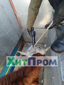 Передвижная линия убоя КРС до 10 голов/смена и МРС до 100 голов/смена. р.Тыва