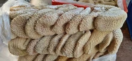 Сетка говяжья (очищенная)