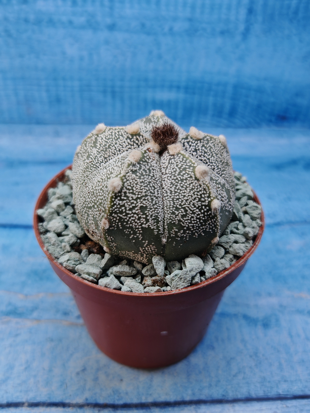 Astrophytum Asterias "Super Kabuto" (Астрофитум)
