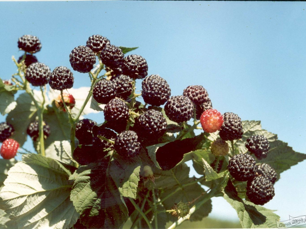 Малина черная Дар Сибири