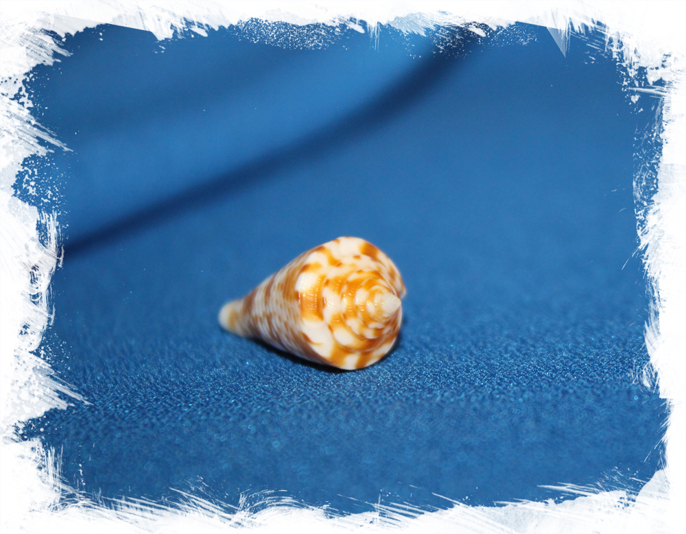 Конус мемиае (Conus memiae)