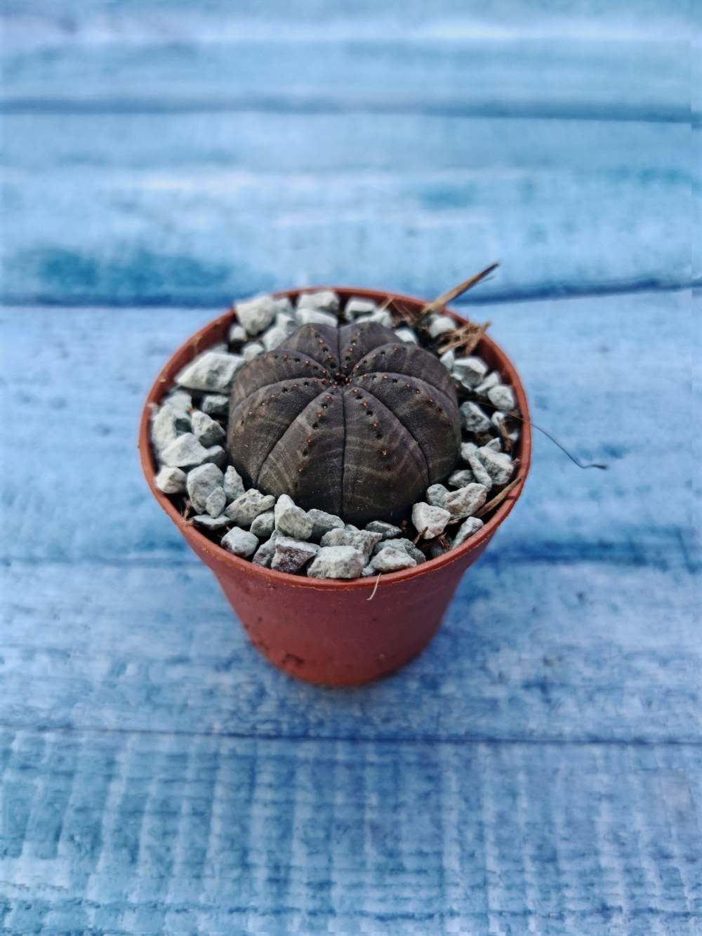 Суккулент Euphorbia Obesa (Эуфорбия)