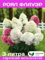 Роял Флауэр гортензия метельчатая