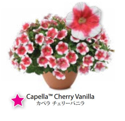 ЕВРО Petunia Capella Cherry Vanilla укорененный черенок март 26