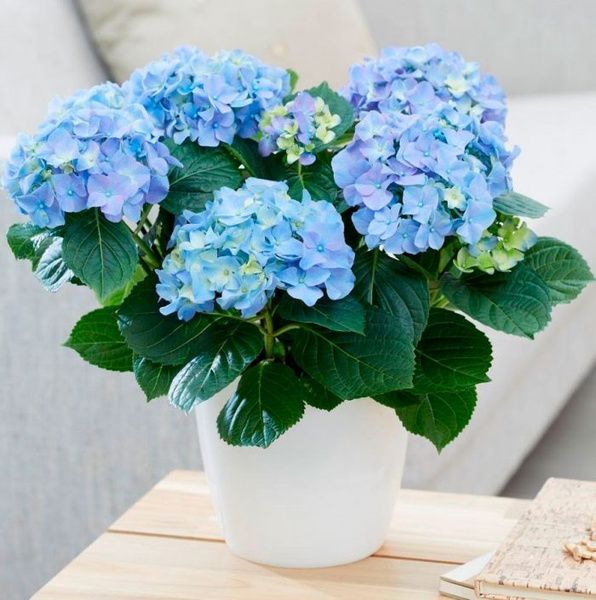 Гортензия (Hydrangea): особенности выращивания в доме и в открытом грунте