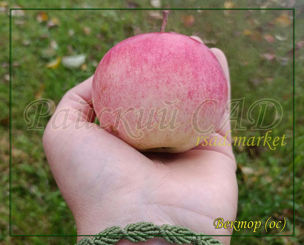 Яблоня Вектор