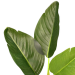 Стрелиция куст 3 листа 38 см