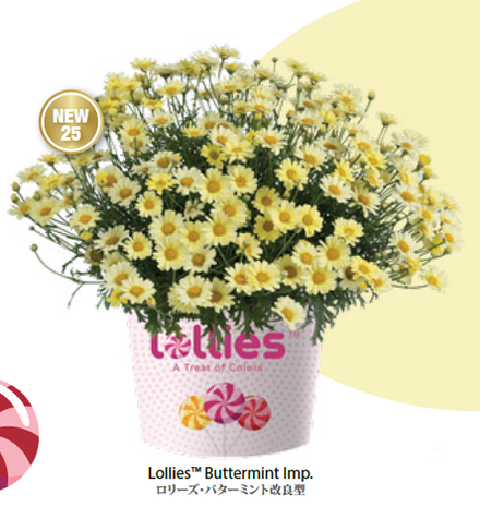 ЕВРО Аргирантемум Lollies Buttermint ОКС укорененный черенок 7-10 марта