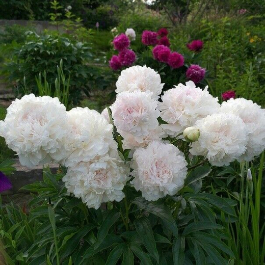 Пион Бразер Чак Закупка М81 октябрь 2026