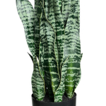 Сансевиерия куст бело-зелёный 75 см