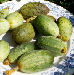 Огурец Изначальный Древнерусский