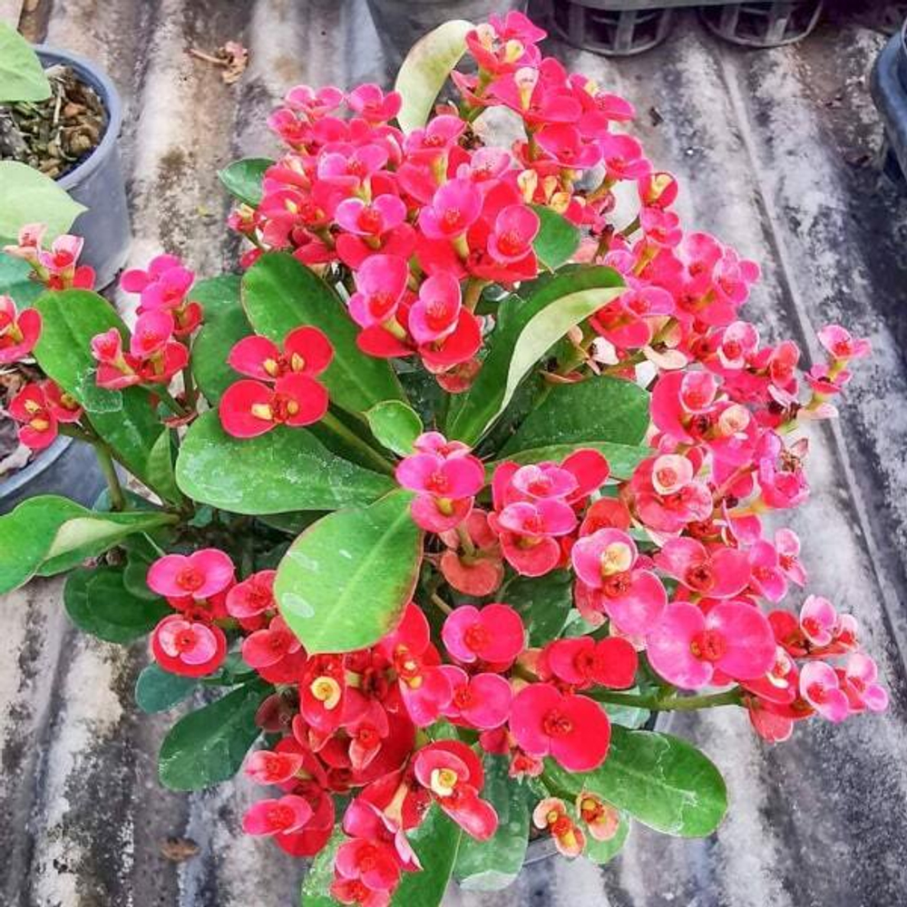 Эуфорбия Миля карликовая POUNG RAYA