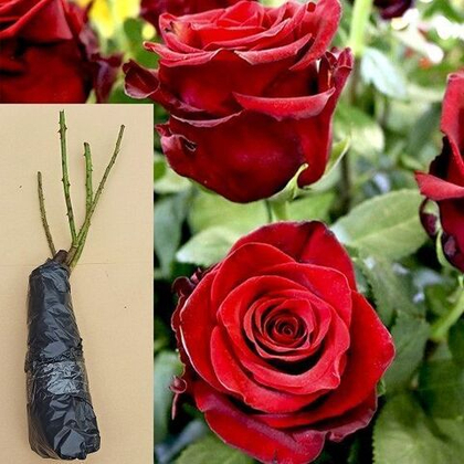 Роза Эксплорер чайно-гибридная саженец с ОКС