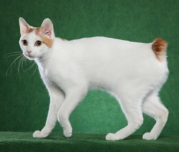 Мой японец