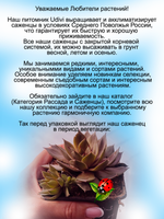 Молодило Розовая страсть каменная роза многолетник