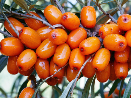 Облепиха "Алтайская" ЗКС