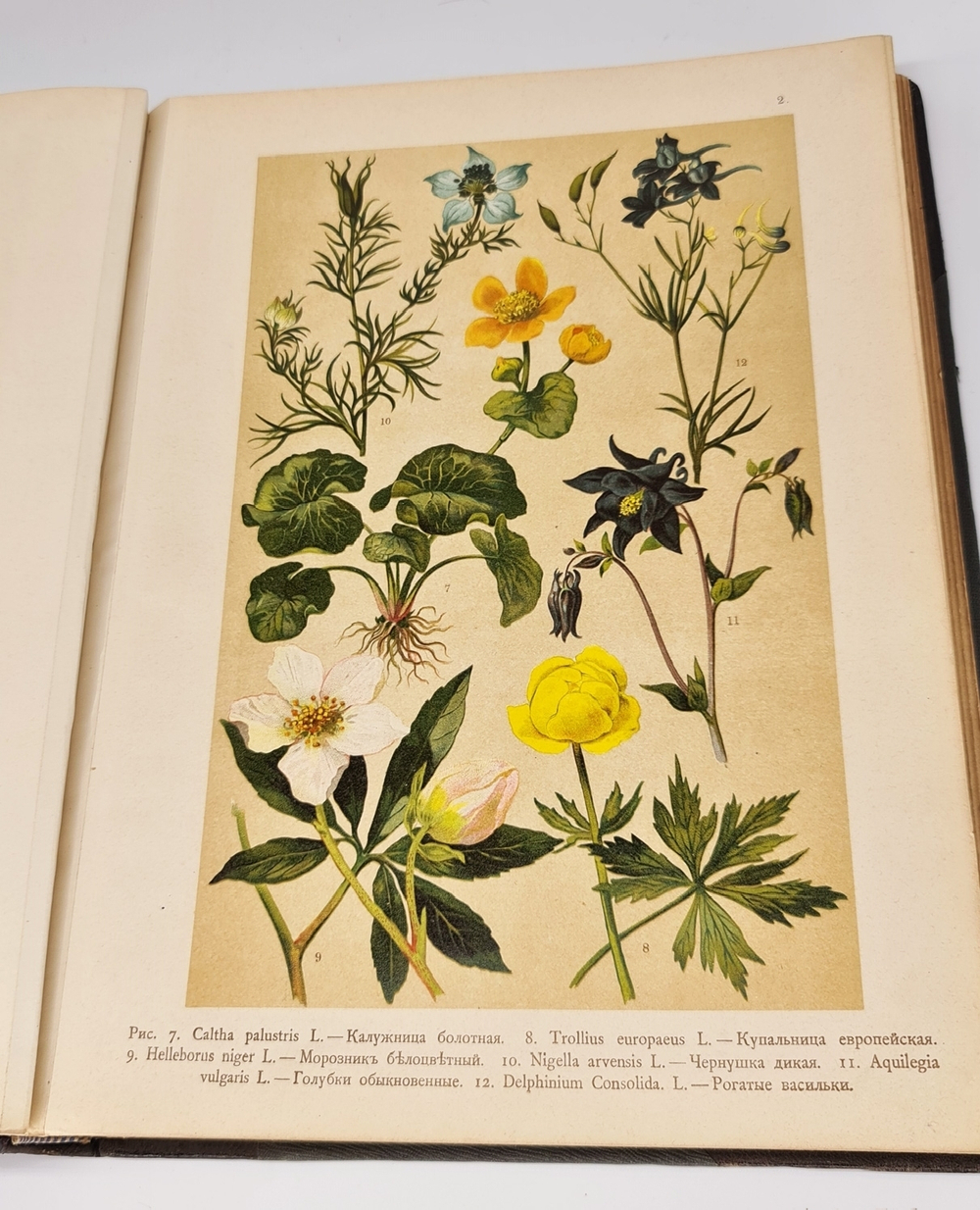 "Ботанический атлас по системе де-Кандоля". К.Гофман. 1899г.