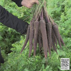 Пёрпл Сан F1 семена моркови цветной (Bejo / Бейо)