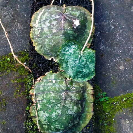 Хойя IMBRICATA SPLASH