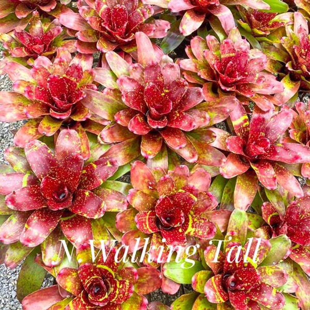 Неорегелия WALKING TALL (T127)