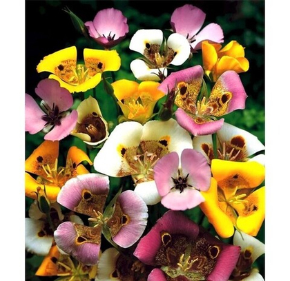 Калохортус смесь 4+ (8шт)