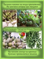 Крестовник Гвозделистный Макси